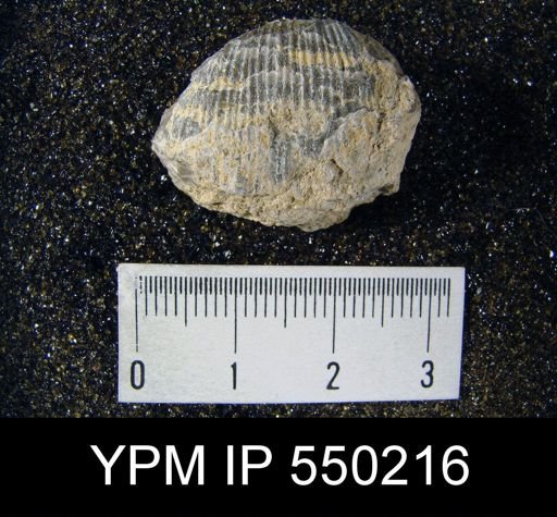 Linoproductus cora