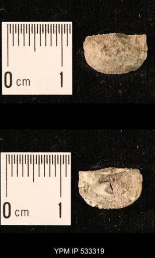 Chonetes sp.