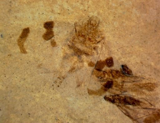 undet. Hemiptera