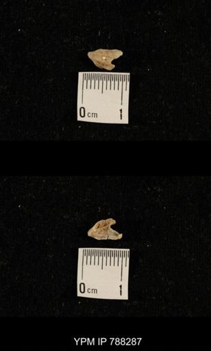 undet. Brachiopoda