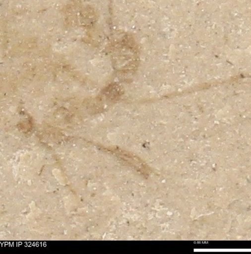 undet. Insecta