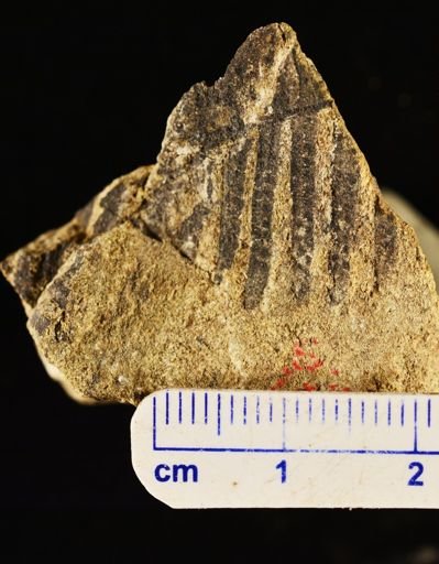 Paramatonia linearis