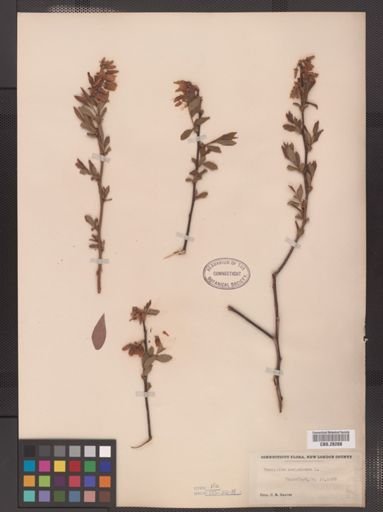 Vaccinium corymbosum