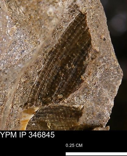Limopsis striatopunctatus