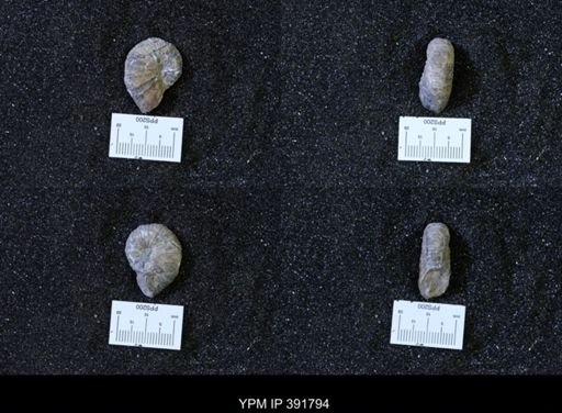 Scaphites whitfieldi