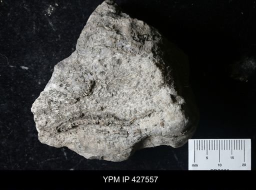 Favosites sp.
