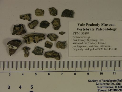 Peltosaurus sp.