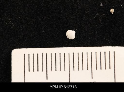 Protocardia sp.