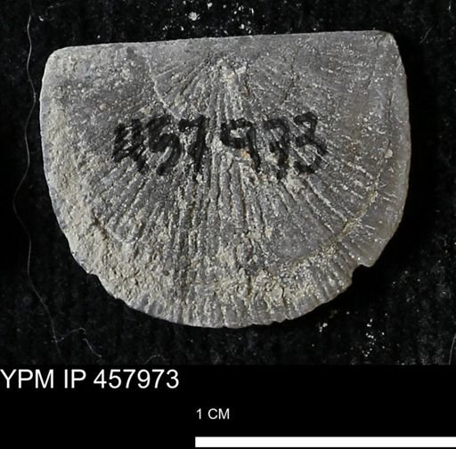 Strophodonta sp.