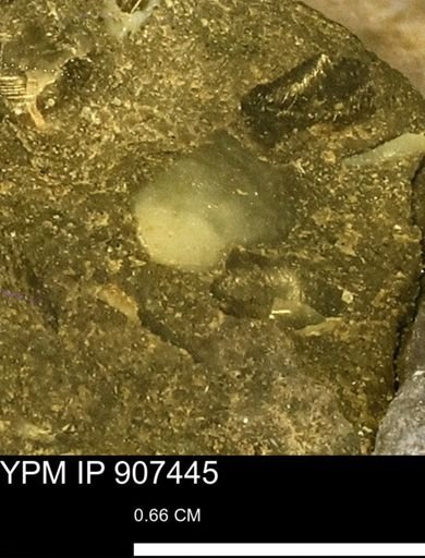 undet. Mollusca