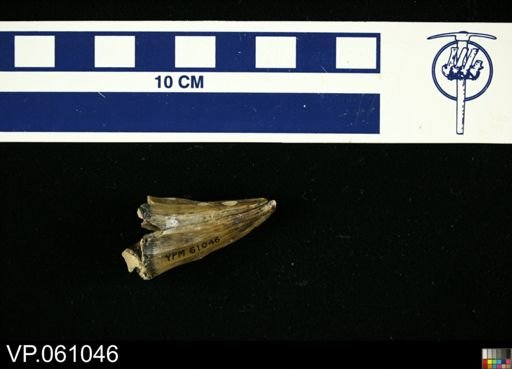 Mosasaurus dekayi