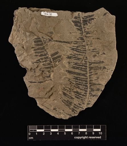 Thaumatopteris sehenkii