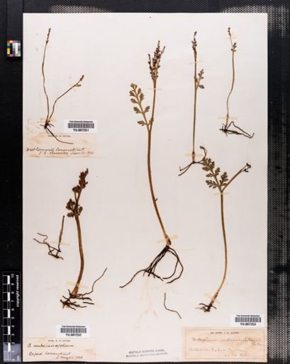 Botrychium