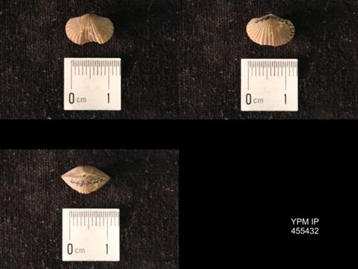Platystrophia morrowensis