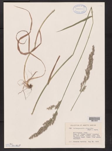 Calamagrostis cinnoides