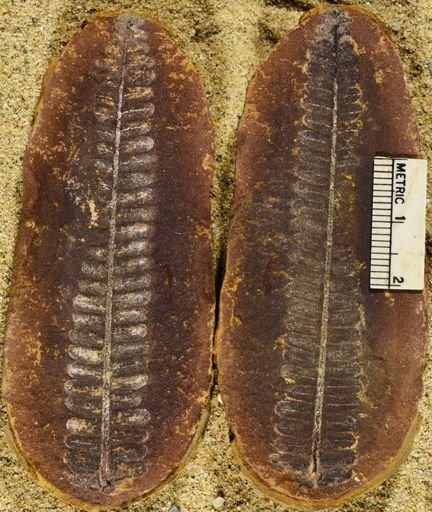 Pecopteris