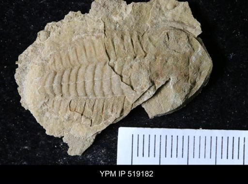 Daguinaspis sp.