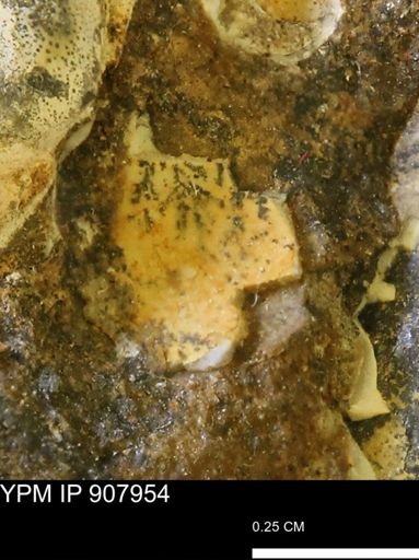Malletia sp.