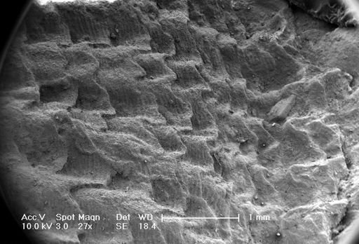 Glyptorthis sp.