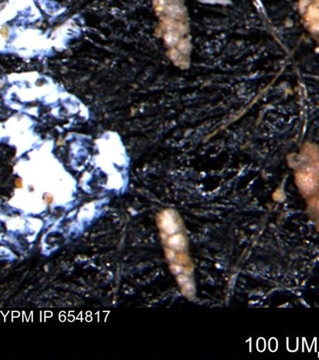 Verneuilinoides kansasensis