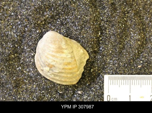 Inoceramus sp.