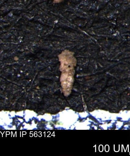 Verneuilina canadensis