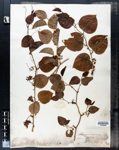 Smilax rotundifolia