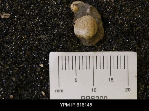 Protocardia subquadrata