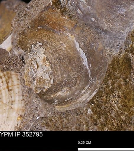 undet. Bivalvia