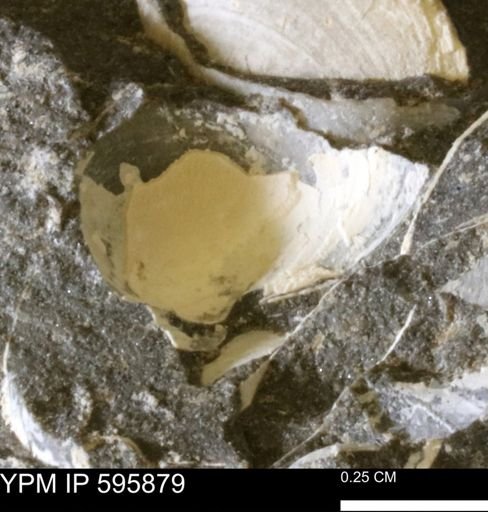 Protocardia subquadrata
