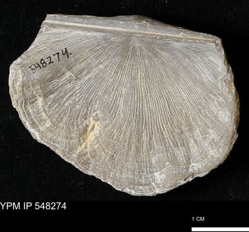 Stropheodonta sp.