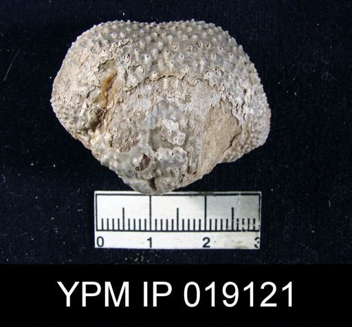 Waagenoconcha sp.