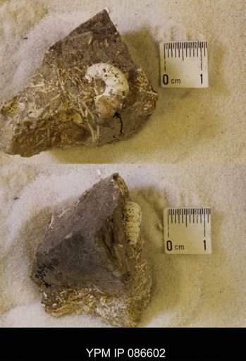 undet. Scaphitidae