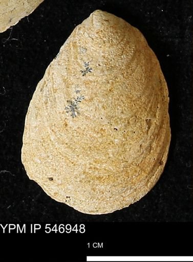 Crepidula fornicata