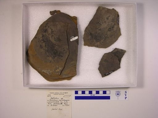 Redfieldius sp.