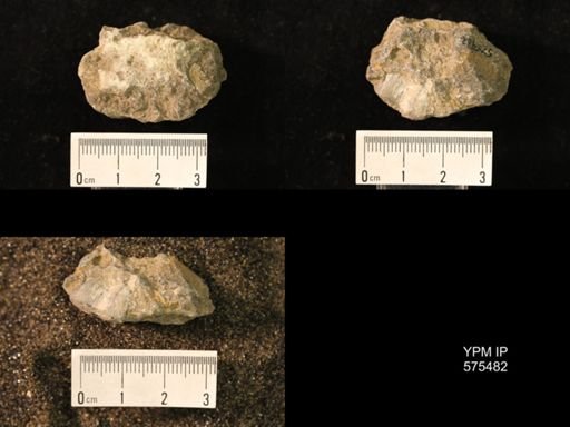 Marginifera sp.