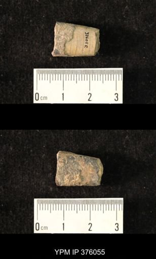 Pseudorthoceras knoxense