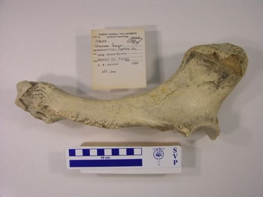 Teleoceras fossiger