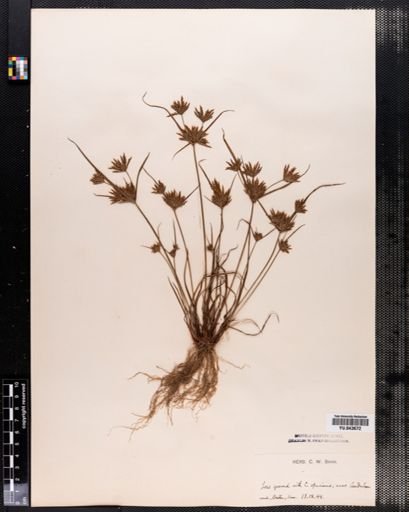 Cyperus filiculmis
