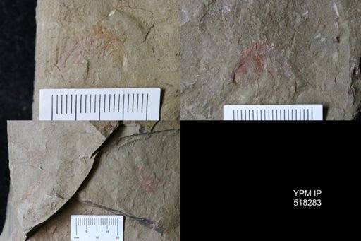 Thelxiope sp.