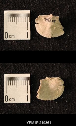 Chonetes granulifer