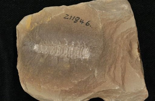 Euphoberia carri