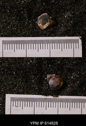 Protocardia subquadrata