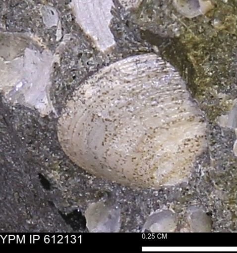Protocardia?