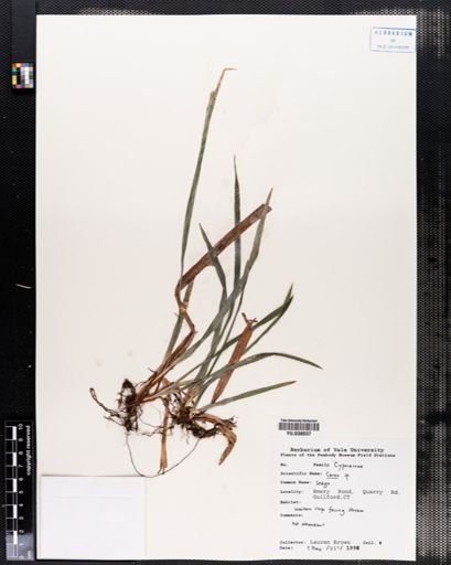 Carex