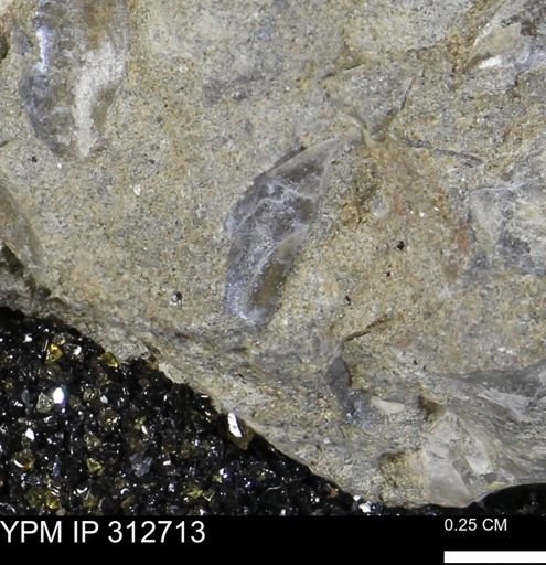 Phelopteria linguaeformis