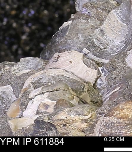Protocardia sp.