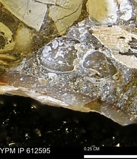 Protocardia sp.