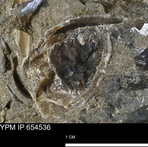 Bivalvia