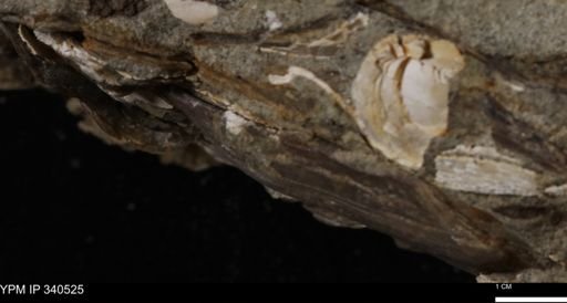 Ostrea glabra